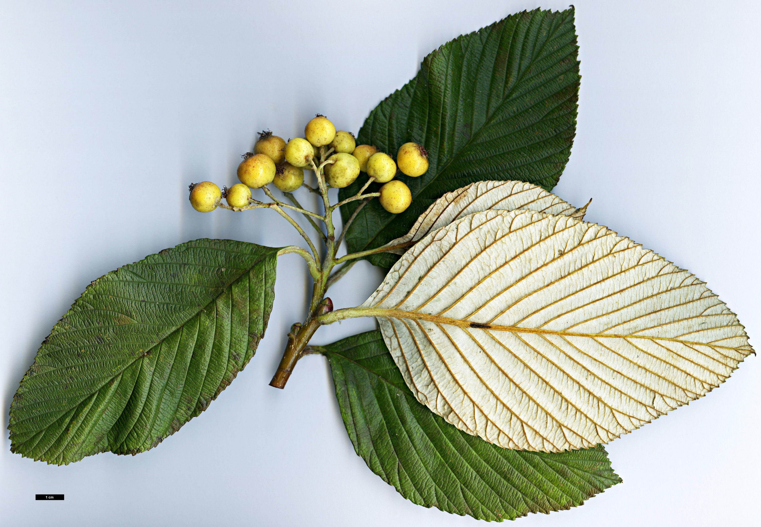 High resolution image: Family: Rosaceae - Genus: Sorbus - Taxon: hudsonii